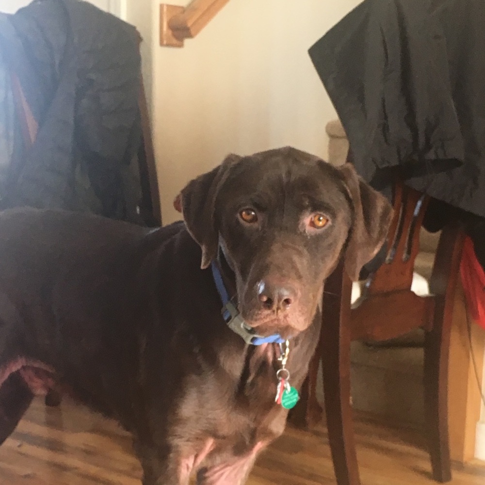 Meet your Posher, Dong